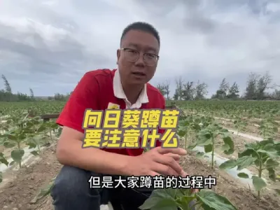 向日葵蹲苗要注意什么#丰向标