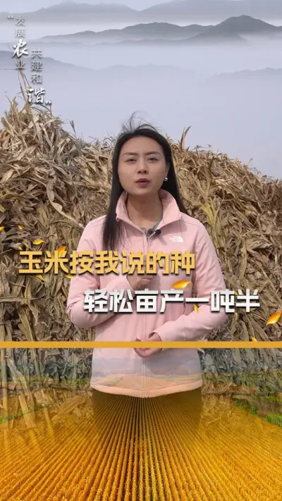 玉米按我说的种，轻松亩产一吨半#玉米种植 #玉米种植技术 #玉米种子 #三农 #抖音新农人