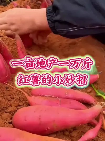 红薯亩产万斤的小妙招#红薯高产种植  #红薯高产  #红薯种植 #红薯种植管理