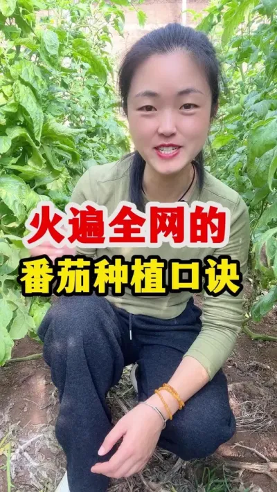 分享番茄管理口诀 让种植更轻松简单#番茄种植 #番茄种植技术