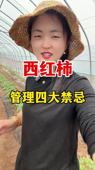 西红柿易种难管理，管理不到位，辛苦都白费#西红柿种植技术 #西红柿种植技术