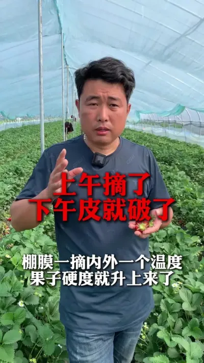 上午摘了下午就破皮，果皮太软你可以这么做 #草莓种植 #三农种植 #草莓种植管理技术和方法 #三农 #服务三农支持三农