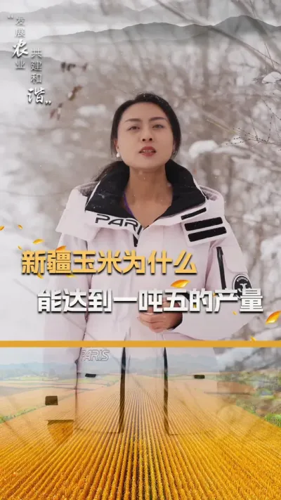 新疆玉米为什么能达到一吨五的产量#玉米种植#玉米种植技术#玉米种子#三农#抖音新农人
