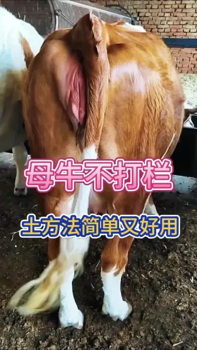 母牛不打栏，农村土方法简单好用#养牛 #养牛技术 #母牛 #繁殖母牛