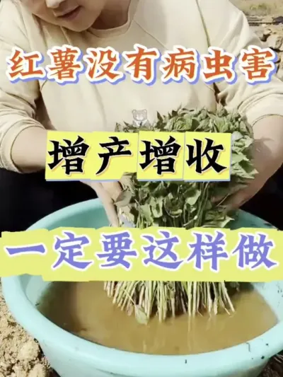 红薯没有病虫害增产增收#红薯种植 #红薯高产 #红薯高产种植 #红薯高产种植管理方案