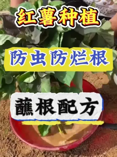 红薯苗防虫防烂根蘸根配方#红薯高产种植  #红薯高产  #红薯种植 #红薯种植管理