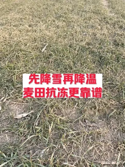 这次降温降雪，小麦会受冻害吗 #支持三农扶持三农发展#分享农业知识帮农民增产增收 #三农种植