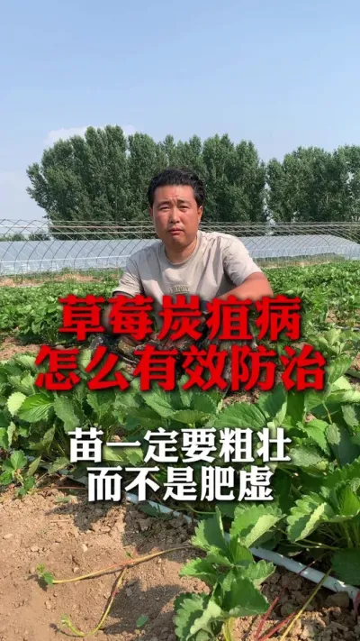 草莓炭疽病怎么有效防治？#草莓种植 #草莓种植技术 #草莓管理 #分享农业知识帮农民增产增收 #新农人计划