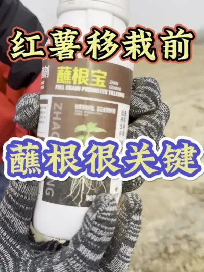 红薯移栽前蘸根是关键#红薯高产种植  #红薯高产  #红薯种植 #红薯种植管理