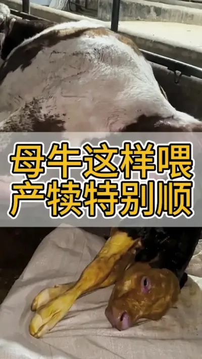 母牛产前7天这样喂，宫缩有力产犊特别顺#繁殖母牛 #西门塔尔繁殖母牛 #养牛人 #农村养牛 #养牛