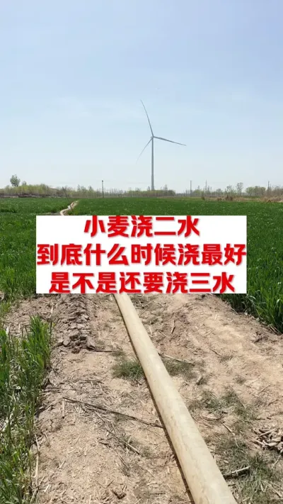 小麦啥时候浇二水最好！#分享农业知识帮农民增产增收 #农业技术推广 #关注我每天为你分享更多农业知识