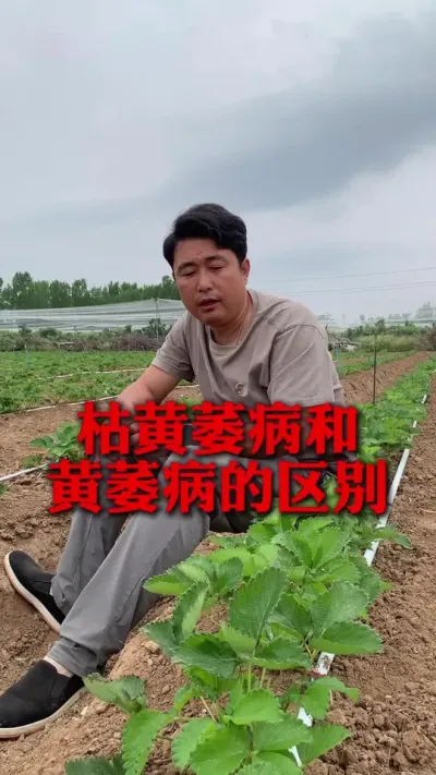 枯黄萎病和黄萎病的区别#草莓种植 #草莓种植技术 #草莓管理 #分享农业知识帮农民增产增收 #新农人计划