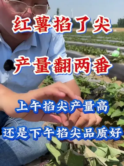 红薯掐了尖产量翻两翻#红薯种植  #红薯高产种植  #红薯高产  #红薯种植知识