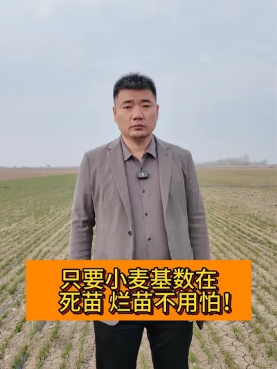 高产还要看基数！ #新农人计划2025 #每日精选爆款 #100个关于她的故事  #种植小技巧 #小麦