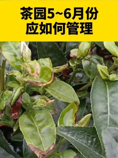 茶园5~6月份应如何管理#茶树 #茶树种植 #茶树种植技术与管理