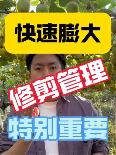 猕猴桃修剪管理与膨大的关系‼️ 修剪是为了管控营养生长，膨大是为了管控生殖生长，相互竞争又动态平衡的关系是值得我们去思考的。做好营养生长管控，不止促进当年的果实发育膨大，更多是为了给明年的花芽分化积累