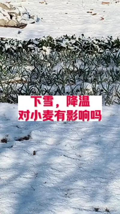 下雪，降温对返青的小麦有影响吗 #分享农业知识帮农民增产增收 #支持三农扶持三农发展 #农业技术推广