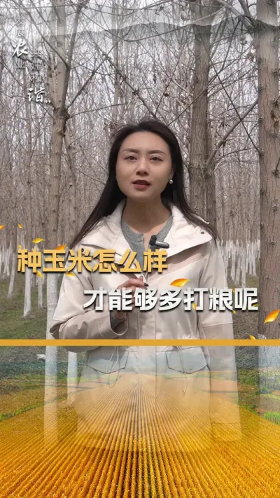 种玉米怎么样才能够多打粮呢##玉米种植 #玉米种植技术 #三农 #玉米种子 #抖音新农人