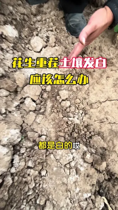花生重茬土壤发白，酸化盐碱应该怎么办#花生种植 #花生管理 #花生高产 #花生高产全程模式化管理 #毛国富大田高产管理