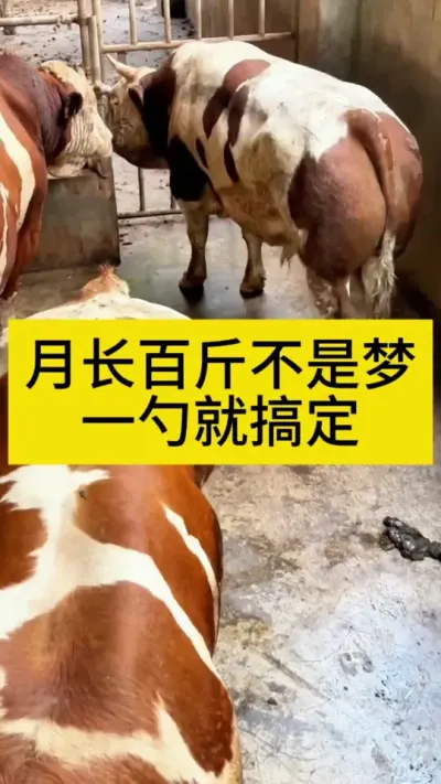 牛拉大骨架，催肥控油塑造体型#养牛人 #育肥牛 #农村养牛 #科学养牛 #西门塔尔