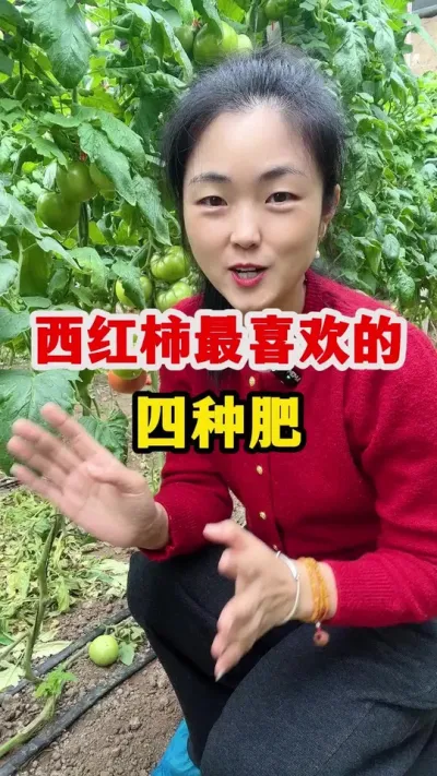 西红柿最喜欢的四种肥您知道是什么吗 #西红柿种植 #西红柿种植技术
