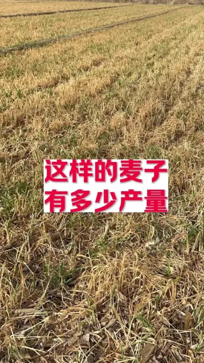 这个拔节的麦子还有产量吗