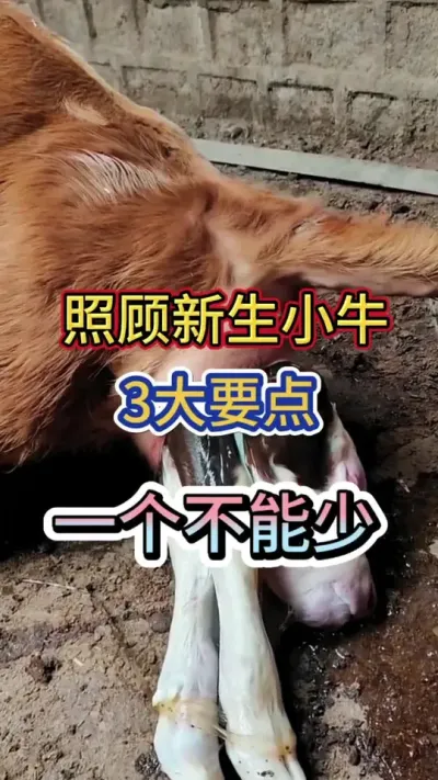 照顾新生小牛3大要点，养牛人要知道#犊牛 #小牛犊 #犊牛养殖 #三农 #养殖
