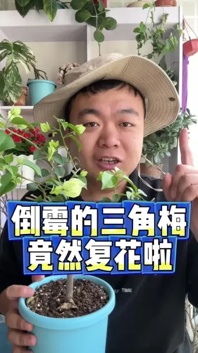 这么倒霉的三角梅，竟然复花了。 #养花小知识 #花卉 #盆栽 #养花 #花卉绿植