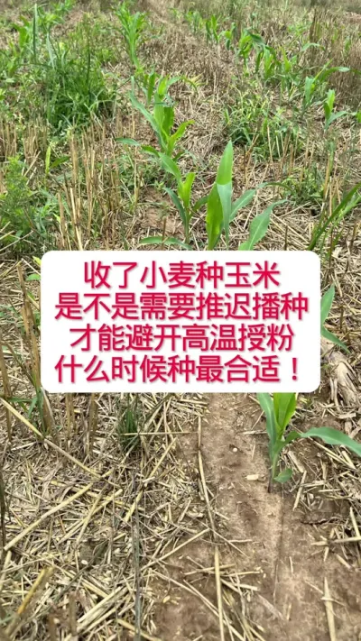 夏玉米播种需要推迟吗？什么时候播种最合适？ #玉米种植技术与管理