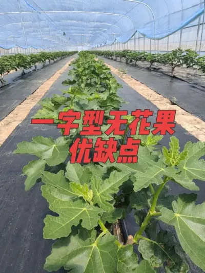 老耿管理的无花果咋样？#耿记无花果种植专业合作社 #无花果树苗