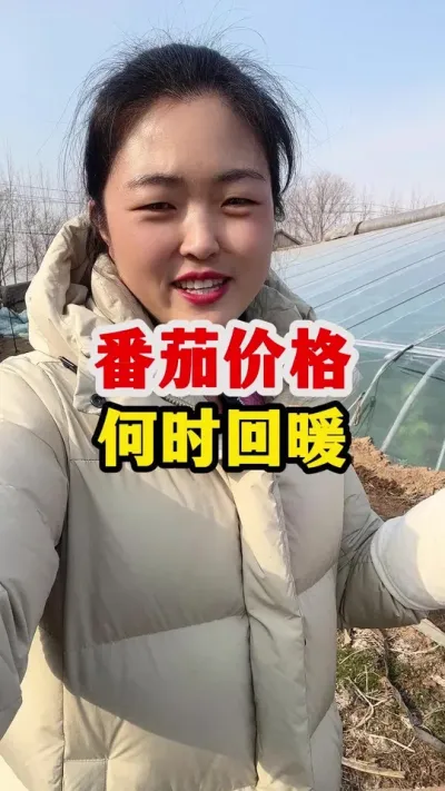番茄价格何时能够回暖？ #番茄种植#番茄种植技术