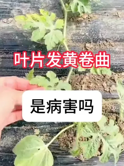 西瓜种植 西瓜移栽后，叶片变黄发黑卷叶，是有病害吗？#农业种植 #抖音助农 #西瓜 #农业技术推广 #真赞农业