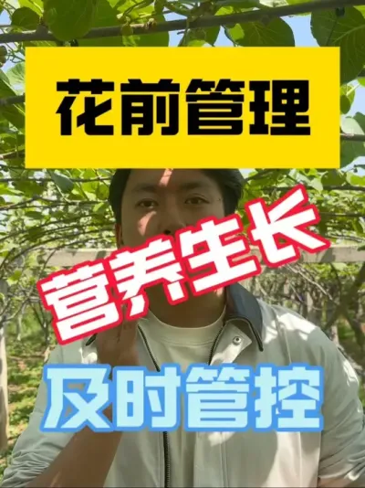 猕猴桃花前营养生长要不要管控？ 营养生长与生殖生长是竞争关系，如何让两者相平衡是关键‼️花前做好抹芽摘心的清理工作，强壮花蕾，选择合适预留枝，提前修剪，管控养分流失，提升授粉成功率！#2025新农人计