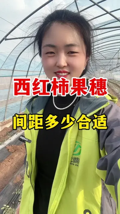 西红柿两穗果之间这个间距多少合适？#西红柿种植技术#西红柿种植