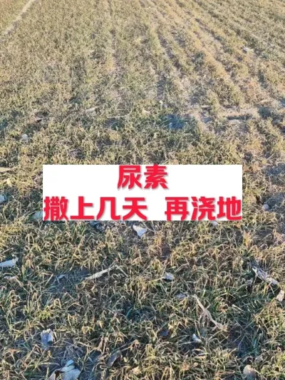 尿素撒上几天再浇地 #支持三农扶持三农发展 #分享农业知识帮农民增产增收