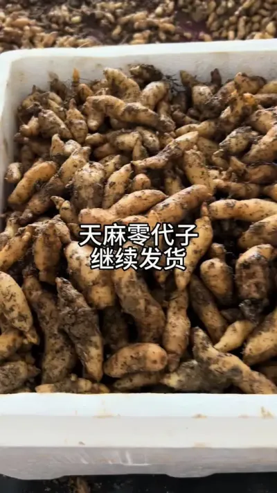 天麻零代子继续发货 #天麻种植 #技术分享 #新农人计划 @抖音小助手