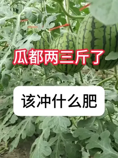 西瓜第一遍膨瓜肥什么时候冲？冲什么肥 #西瓜 #农业种植 #增产增收 #三农 #抖音助农