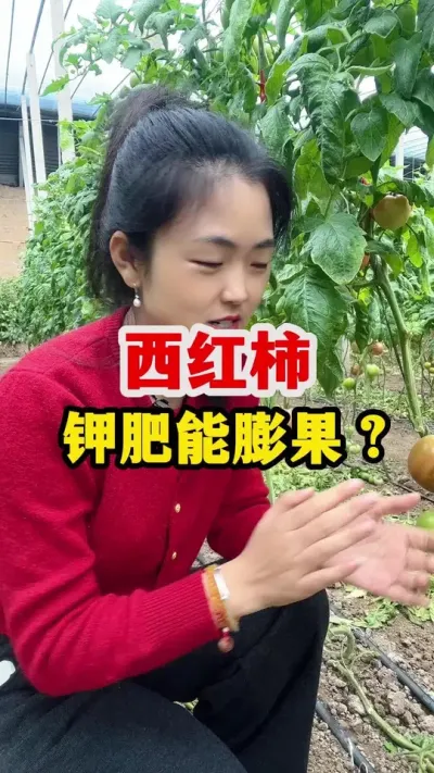 钾肥到底能不能膨果？ #西红柿种植技术 #西红柿种植