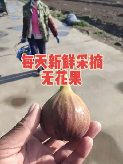 有些朋友看了我露天无花果的视频以后留言说自己家果子都老大了，那我就发点咱家暖棚的无花果吧，每天都熟着呢😍 #耿记无花果种植专业合作社 #无花果树苗