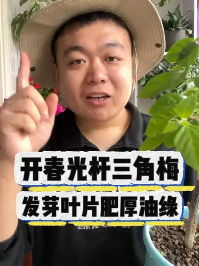 开春光杆三角梅，发芽叶片肥厚油绿。 #养花 #养花小知识 #花卉 #花卉绿植 #盆栽
