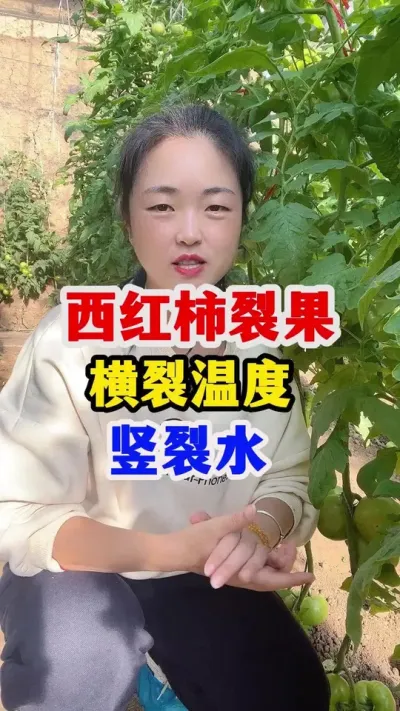 西红柿裂果到底什么原因 记住这一点横裂温度竖裂水##西红柿种植 #西红柿种植技术