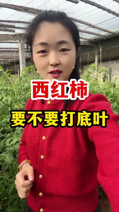 西红柿到底用不用打底叶 #西红柿种植 #西红柿种植技术