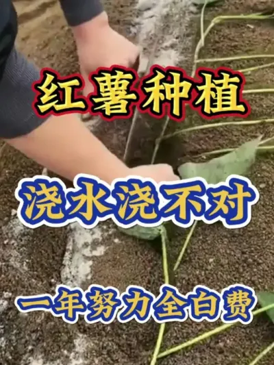 红薯种植浇水浇不对一年努力全白费#红薯种植 #红薯高产种植 #红薯高产 #红薯种植知识