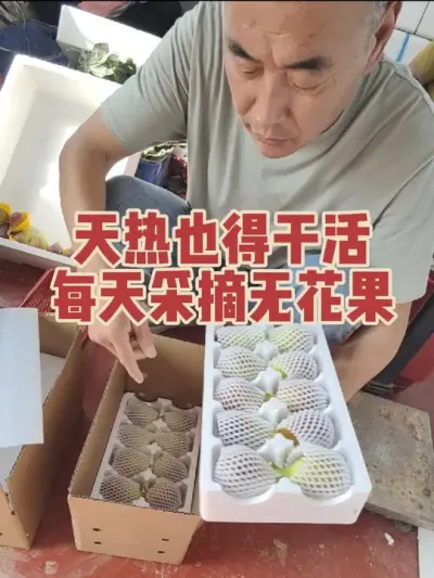 每天5点就开始摘无花果，然后再做不同的包装，8点左右就没有了#耿记无花果种植专业合作社 #无花果树苗