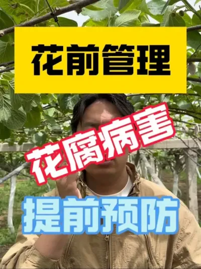 猕猴桃花腐病、柄腐病提前预防‼️ 猕猴桃花腐病、柄腐病要区分，花腐病在于提前预防，减少大面积传染；柄腐病要注意调整树体，配合叶面喷施，才能让树体逐渐恢复～#2025新农人计划 #猕猴桃种植 #猕猴桃