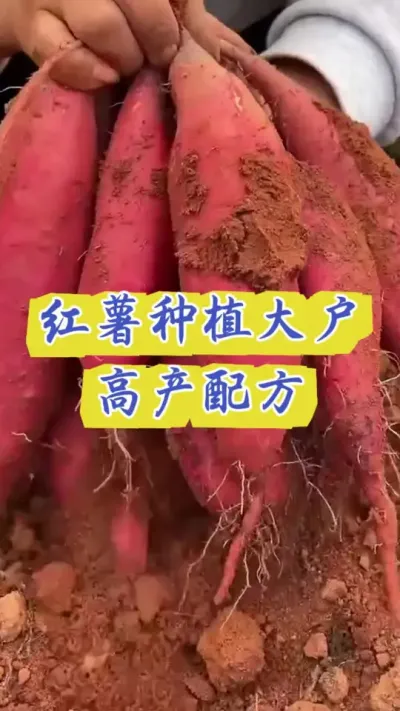 红薯种植大户高产配方#红薯高产种植  #红薯高产  #红薯种植 #红薯种植管理