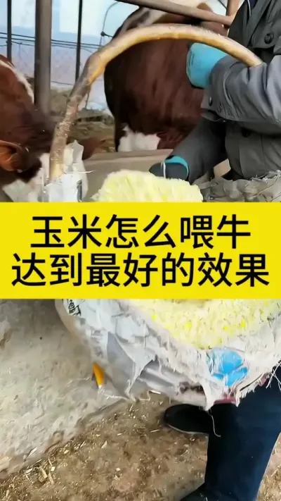玉米这样喂，效益翻一倍#养牛人 #农村养牛 #养牛 #助力三农 #科学养牛