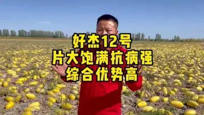 高产大片葫芦品种#丰向标 #好杰12号