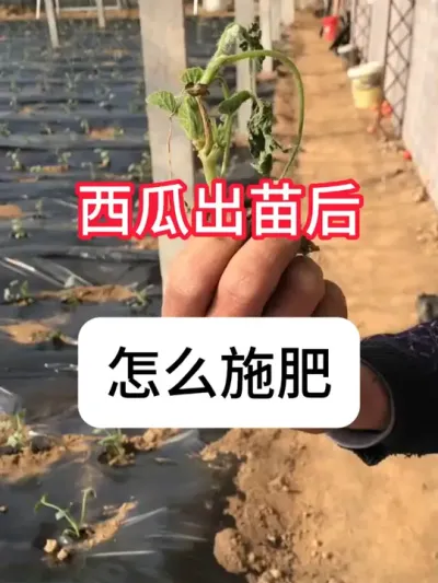 西瓜种植 西瓜死苗什么原因？苗弱根腐#农业种植#抖音助农 #种植小技巧#新农人计划#真赞农业
