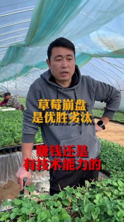 草莓崩盘怎么办#草莓 #草莓种植 #草莓种植管理技术和方法